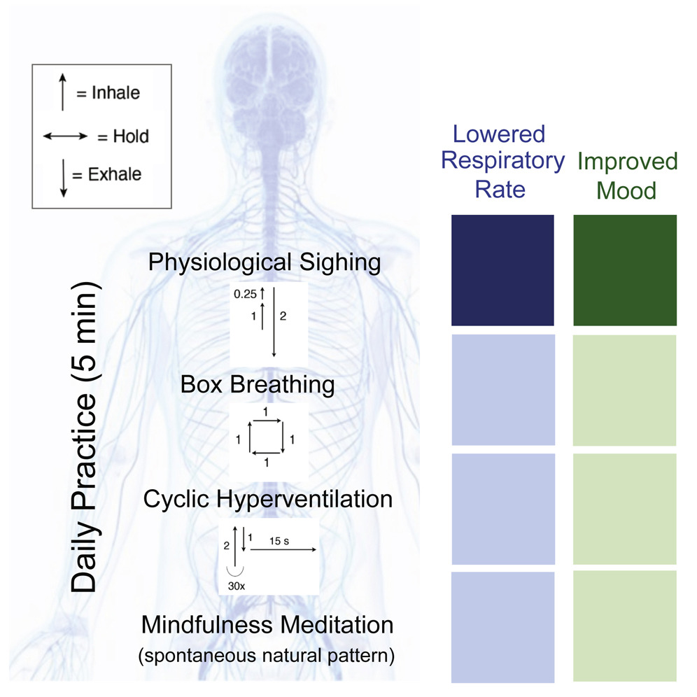 Soupir physiologique - la technique de respiration anti stress validée scientifiquement